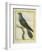 Common Cuckoo-Georges-Louis Buffon-Framed Giclee Print