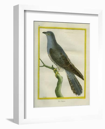 Common Cuckoo-Georges-Louis Buffon-Framed Giclee Print