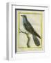 Common Cuckoo-Georges-Louis Buffon-Framed Giclee Print