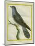 Common Cuckoo-Georges-Louis Buffon-Mounted Giclee Print