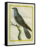 Common Cuckoo-Georges-Louis Buffon-Framed Stretched Canvas