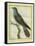 Common Cuckoo-Georges-Louis Buffon-Framed Stretched Canvas