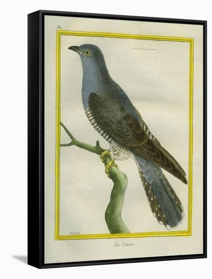 Common Cuckoo-Georges-Louis Buffon-Framed Stretched Canvas