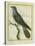 Common Cuckoo-Georges-Louis Buffon-Stretched Canvas