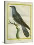 Common Cuckoo-Georges-Louis Buffon-Stretched Canvas