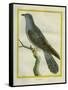 Common Cuckoo-Georges-Louis Buffon-Framed Stretched Canvas