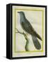 Common Cuckoo-Georges-Louis Buffon-Framed Stretched Canvas