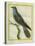 Common Cuckoo-Georges-Louis Buffon-Stretched Canvas