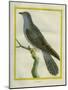 Common Cuckoo-Georges-Louis Buffon-Mounted Giclee Print