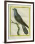 Common Cuckoo-Georges-Louis Buffon-Framed Giclee Print