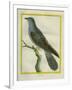 Common Cuckoo-Georges-Louis Buffon-Framed Giclee Print