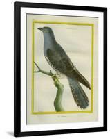 Common Cuckoo-Georges-Louis Buffon-Framed Giclee Print