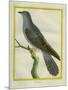 Common Cuckoo-Georges-Louis Buffon-Mounted Giclee Print