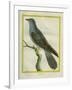 Common Cuckoo-Georges-Louis Buffon-Framed Giclee Print