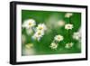 Common Daisy Flowers-null-Framed Photographic Print