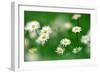 Common Daisy Flowers-null-Framed Photographic Print