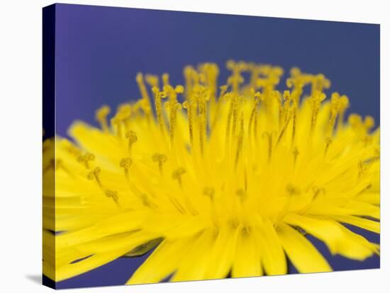 Common Dandelions in Great Smokey Mountains National Park, Tennessee, USA-Adam Jones-Stretched Canvas