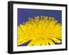 Common Dandelions in Great Smokey Mountains National Park, Tennessee, USA-Adam Jones-Framed Premium Photographic Print