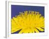 Common Dandelions in Great Smokey Mountains National Park, Tennessee, USA-Adam Jones-Framed Photographic Print