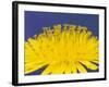 Common Dandelions in Great Smokey Mountains National Park, Tennessee, USA-Adam Jones-Framed Photographic Print