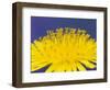 Common Dandelions in Great Smokey Mountains National Park, Tennessee, USA-Adam Jones-Framed Photographic Print