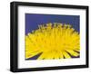 Common Dandelions in Great Smokey Mountains National Park, Tennessee, USA-Adam Jones-Framed Photographic Print