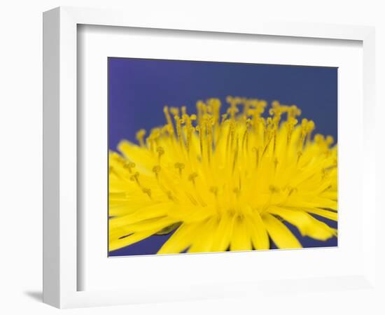 Common Dandelions in Great Smokey Mountains National Park, Tennessee, USA-Adam Jones-Framed Photographic Print