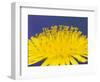 Common Dandelions in Great Smokey Mountains National Park, Tennessee, USA-Adam Jones-Framed Photographic Print