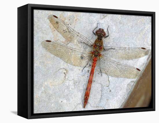 Common Darter Dragonfly Cornwall, UK-Ross Hoddinott-Framed Stretched Canvas