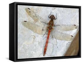 Common Darter Dragonfly Cornwall, UK-Ross Hoddinott-Framed Stretched Canvas