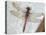Common Darter Dragonfly Cornwall, UK-Ross Hoddinott-Stretched Canvas