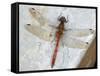 Common Darter Dragonfly Cornwall, UK-Ross Hoddinott-Framed Stretched Canvas