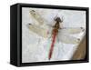 Common Darter Dragonfly Cornwall, UK-Ross Hoddinott-Framed Stretched Canvas