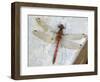 Common Darter Dragonfly Cornwall, UK-Ross Hoddinott-Framed Photographic Print