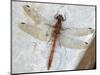 Common Darter Dragonfly Cornwall, UK-Ross Hoddinott-Mounted Photographic Print