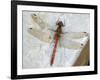 Common Darter Dragonfly Cornwall, UK-Ross Hoddinott-Framed Photographic Print