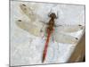 Common Darter Dragonfly Cornwall, UK-Ross Hoddinott-Mounted Photographic Print