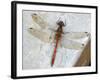 Common Darter Dragonfly Cornwall, UK-Ross Hoddinott-Framed Photographic Print