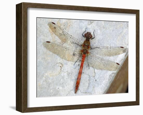 Common Darter Dragonfly Cornwall, UK-Ross Hoddinott-Framed Photographic Print