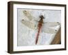 Common Darter Dragonfly Cornwall, UK-Ross Hoddinott-Framed Photographic Print