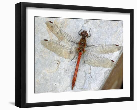 Common Darter Dragonfly Cornwall, UK-Ross Hoddinott-Framed Photographic Print