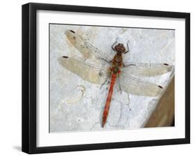 Common Darter Dragonfly Cornwall, UK-Ross Hoddinott-Framed Photographic Print