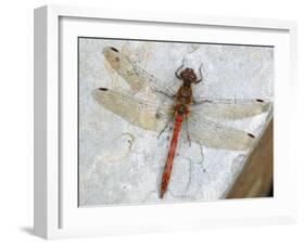 Common Darter Dragonfly Cornwall, UK-Ross Hoddinott-Framed Photographic Print