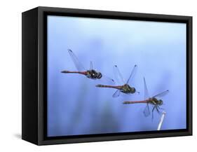 Common Darter Dragonfly Male Landing on Flower, UK-Kim Taylor-Framed Stretched Canvas