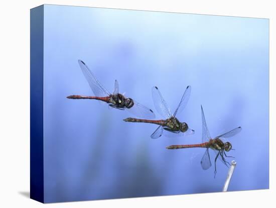 Common Darter Dragonfly Male Landing on Flower, UK-Kim Taylor-Stretched Canvas