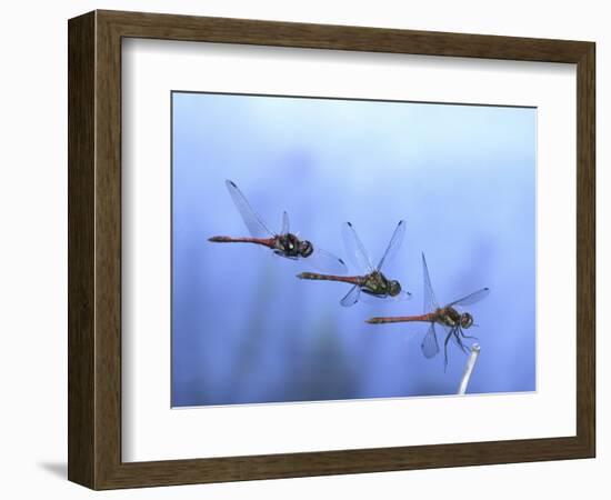 Common Darter Dragonfly Male Landing on Flower, UK-Kim Taylor-Framed Premium Photographic Print