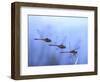 Common Darter Dragonfly Male Landing on Flower, UK-Kim Taylor-Framed Premium Photographic Print