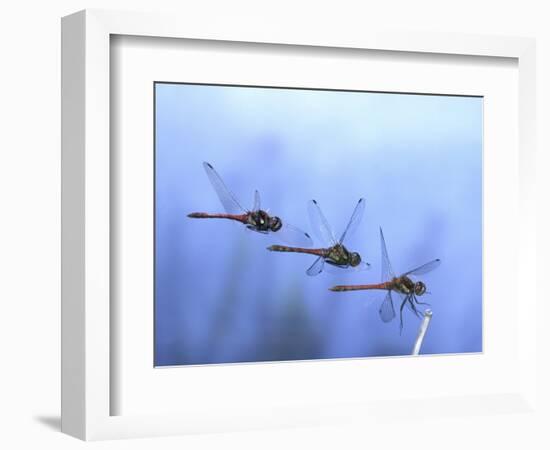 Common Darter Dragonfly Male Landing on Flower, UK-Kim Taylor-Framed Premium Photographic Print