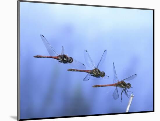 Common Darter Dragonfly Male Landing on Flower, UK-Kim Taylor-Mounted Premium Photographic Print