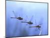Common Darter Dragonfly Male Landing on Flower, UK-Kim Taylor-Mounted Premium Photographic Print